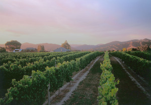 winenz howmadeBG - marketingmedia