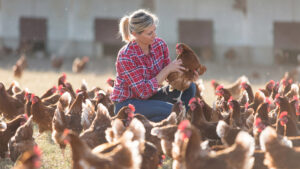 chicken vet - marketingmedia